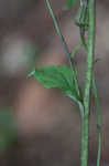 Rugel's Indianplantain <BR>Rugel's ragwort